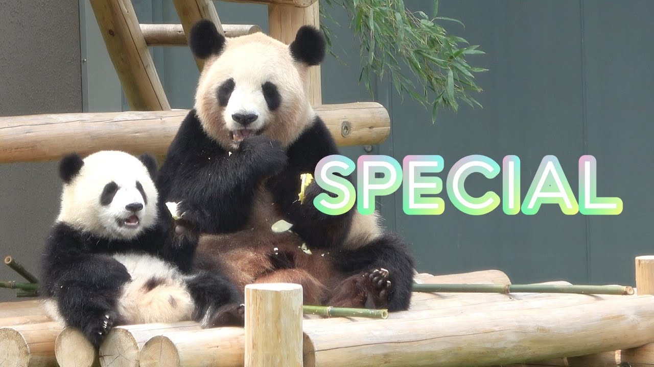 ピクニックワールドさるパンダ被り物4兄弟⁈