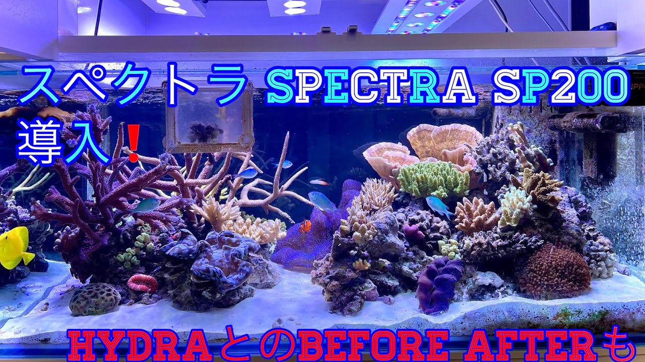 水槽照明変更❗ハイドラ→スペクトラ SPECTRA SP200❗開封〜設置、調整