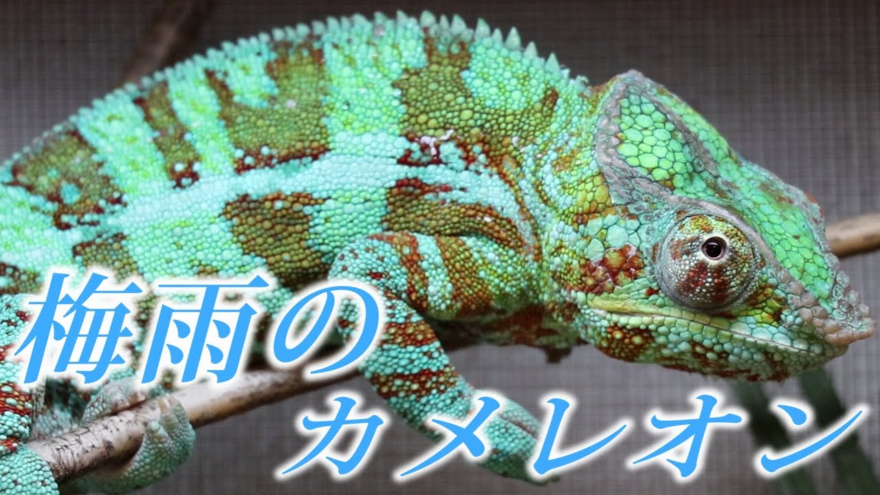 Kunpei_yamanashi デジタルプリント Chameleon Kunpei_yamanashi