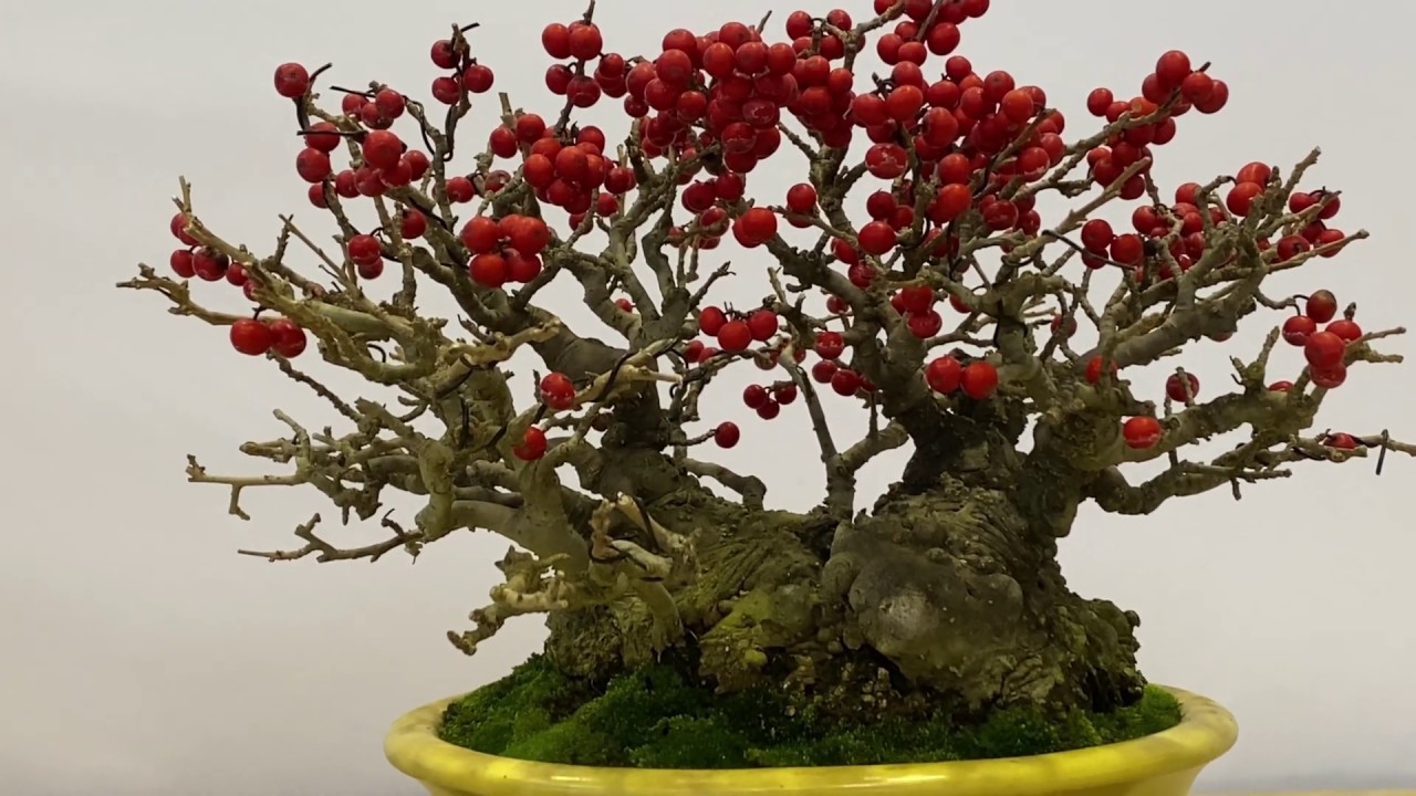 ♢中国 長方形 神獣飾り盆栽鉢 小品盆栽鉢 古玩古美術品 コレクション