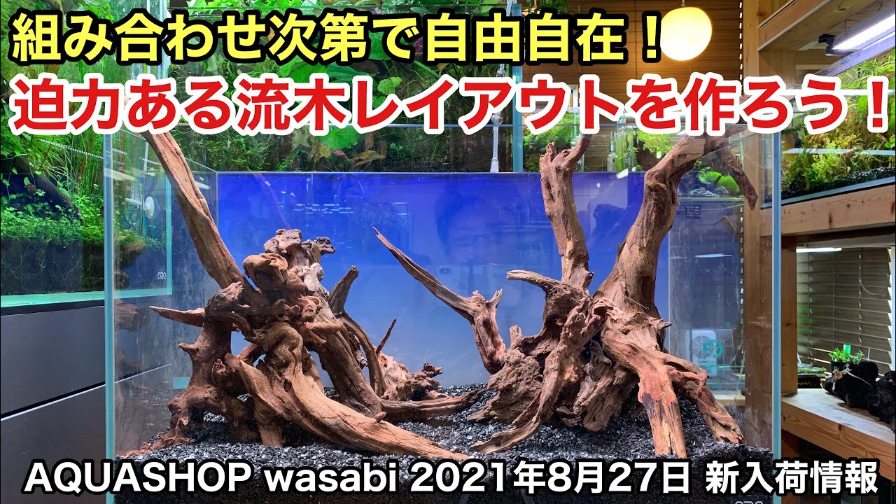 流木で迫力を出したい方必見！「流木レイアウトを作ろう！30cm