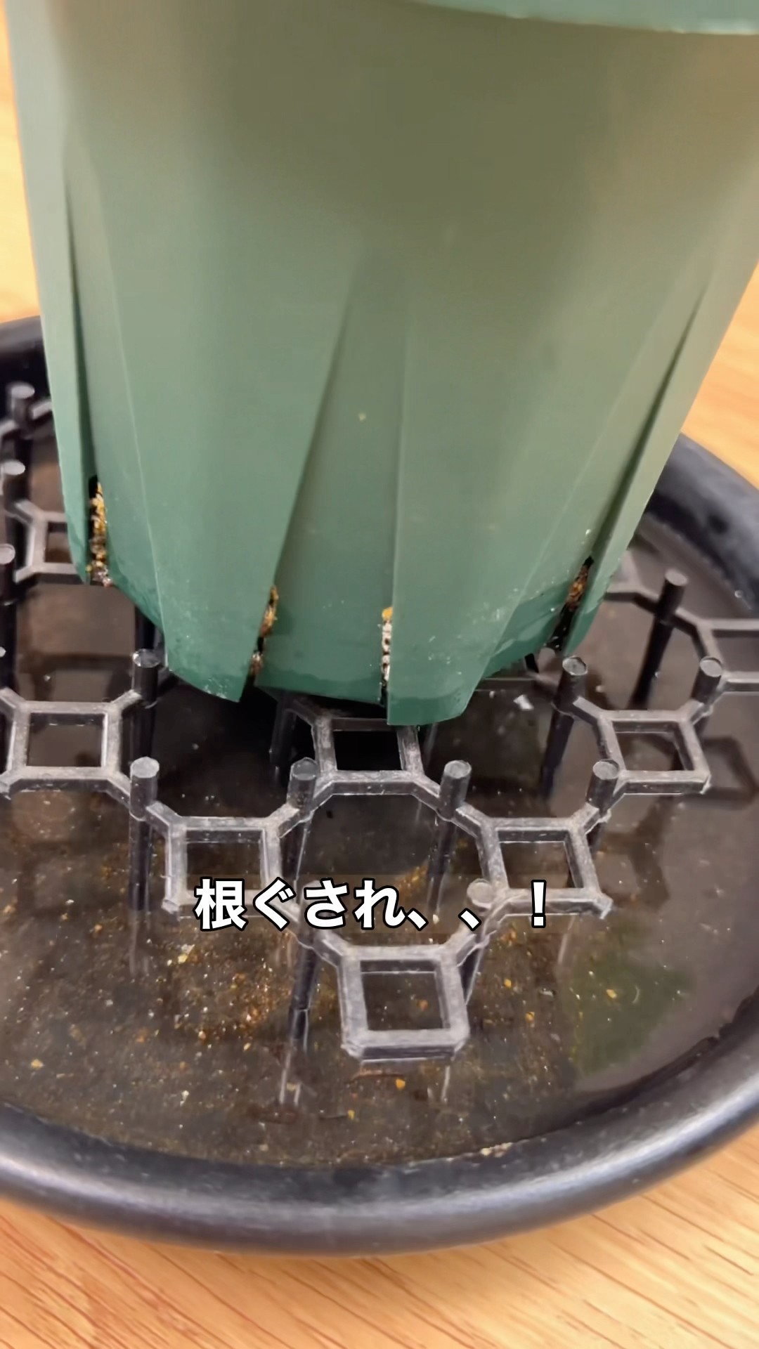 そらベジ🥝ガーデンハック - YouTube