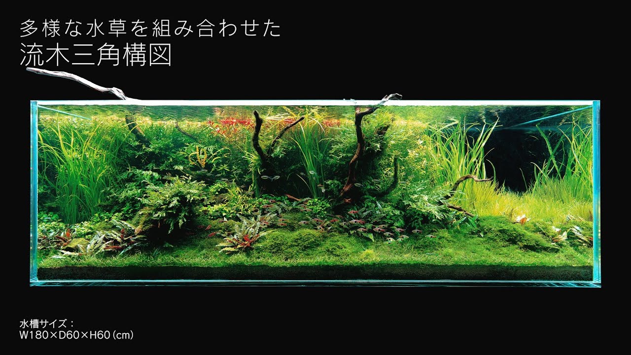 流木レイアウト A861 [ADAview] 180cm水槽レイアウト 流木三角構図編