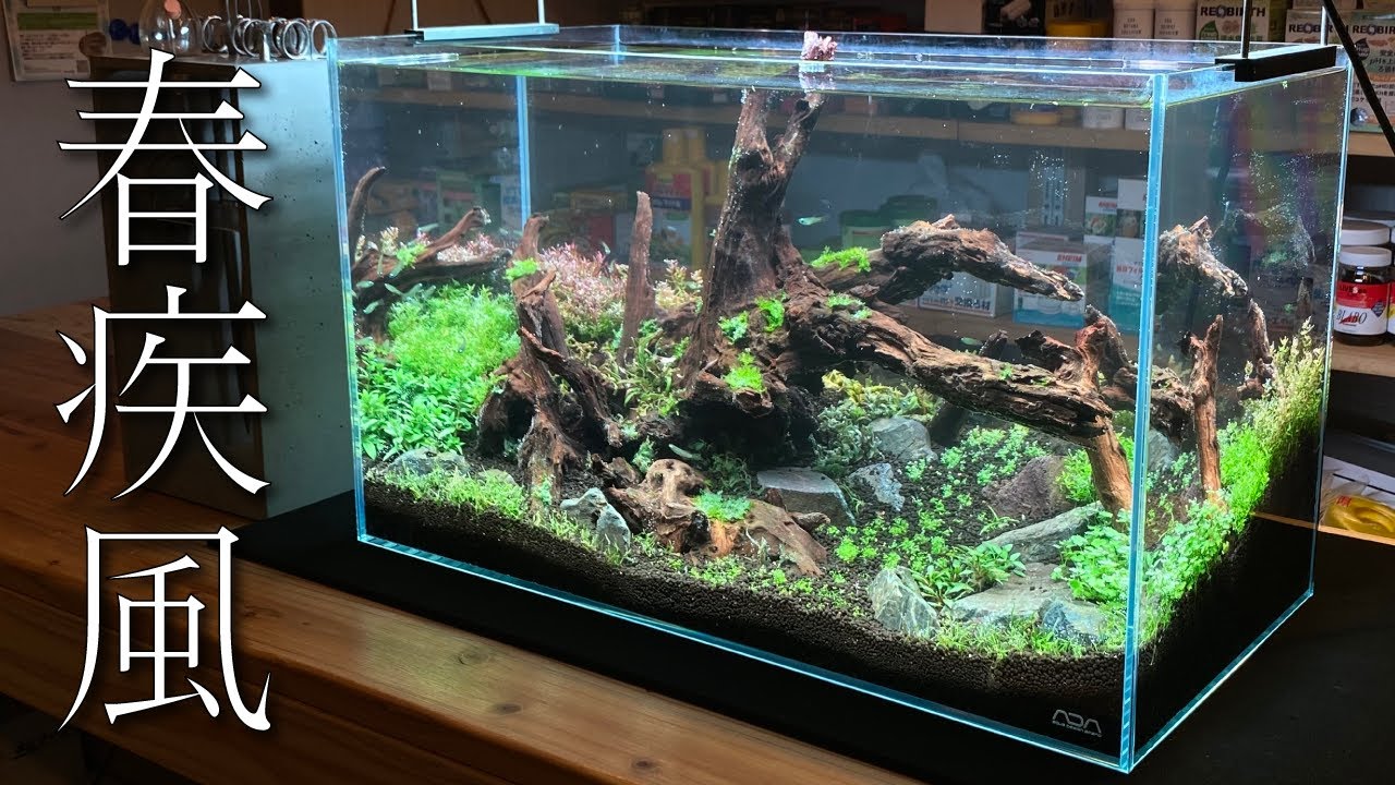 60cm水槽用流木、レイアウト