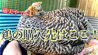 レア ピカソ 雄鶏 ニワトリ 額付き made in U.S.A ピカソの雄鶏221216