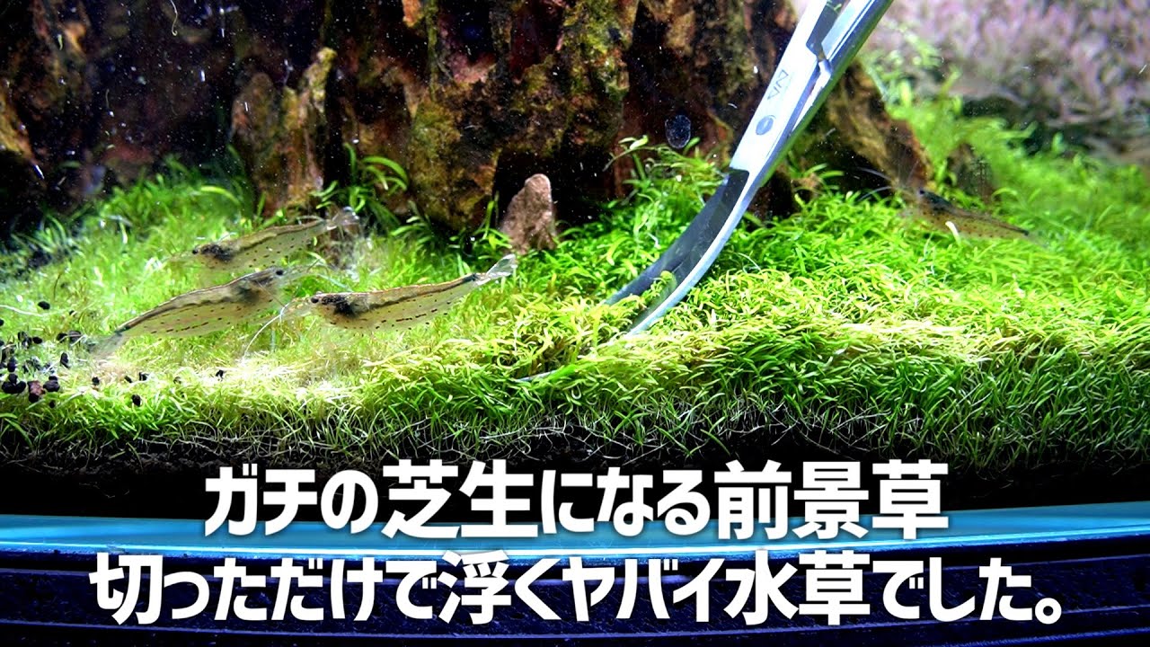 The most beautiful foreground grass, it was a crook. #352