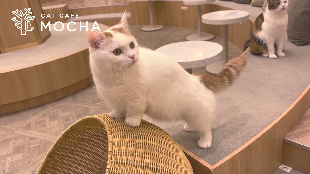 イオンモール甲府昭和店｜猫カフェ MOCHA(モカ)