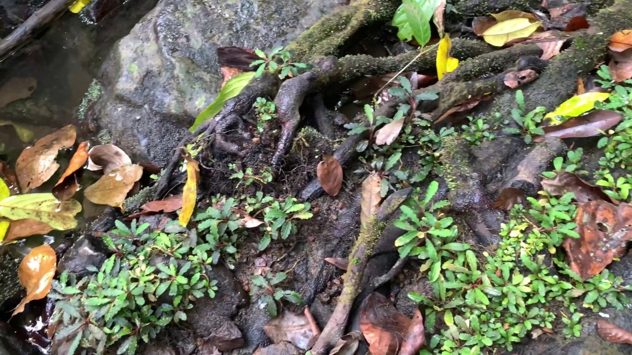 4K】ブセファランドラ ゴジラ Bucephalandra sp 