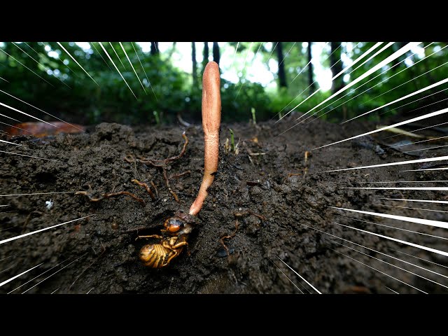 Cicada parasites, known as 