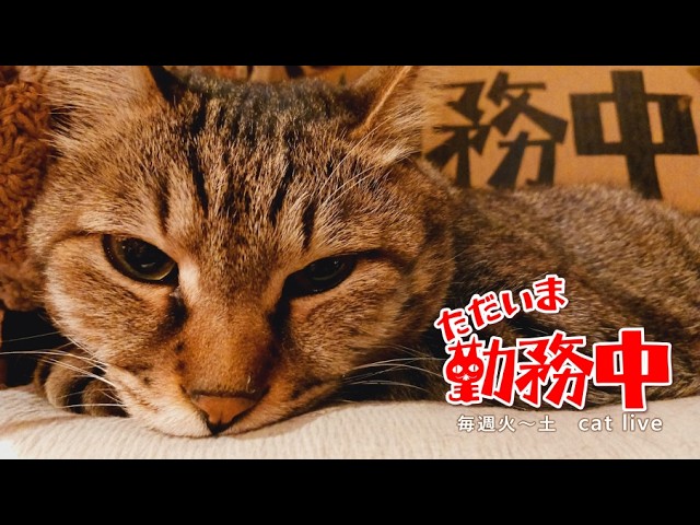2026.1.31【Cat Live Stream】看板猫かもめの『ただいま勤務中』 - YouTube