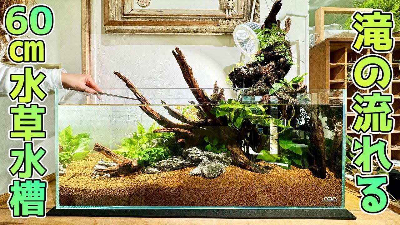 水の流れる滝テラリウム水槽 60センチスリム水槽 イワヒバ 水の流れる
