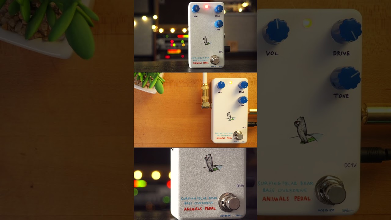 Animals Pedal Surfing Polar Bear Bass Overdrive #pedaloftheday
