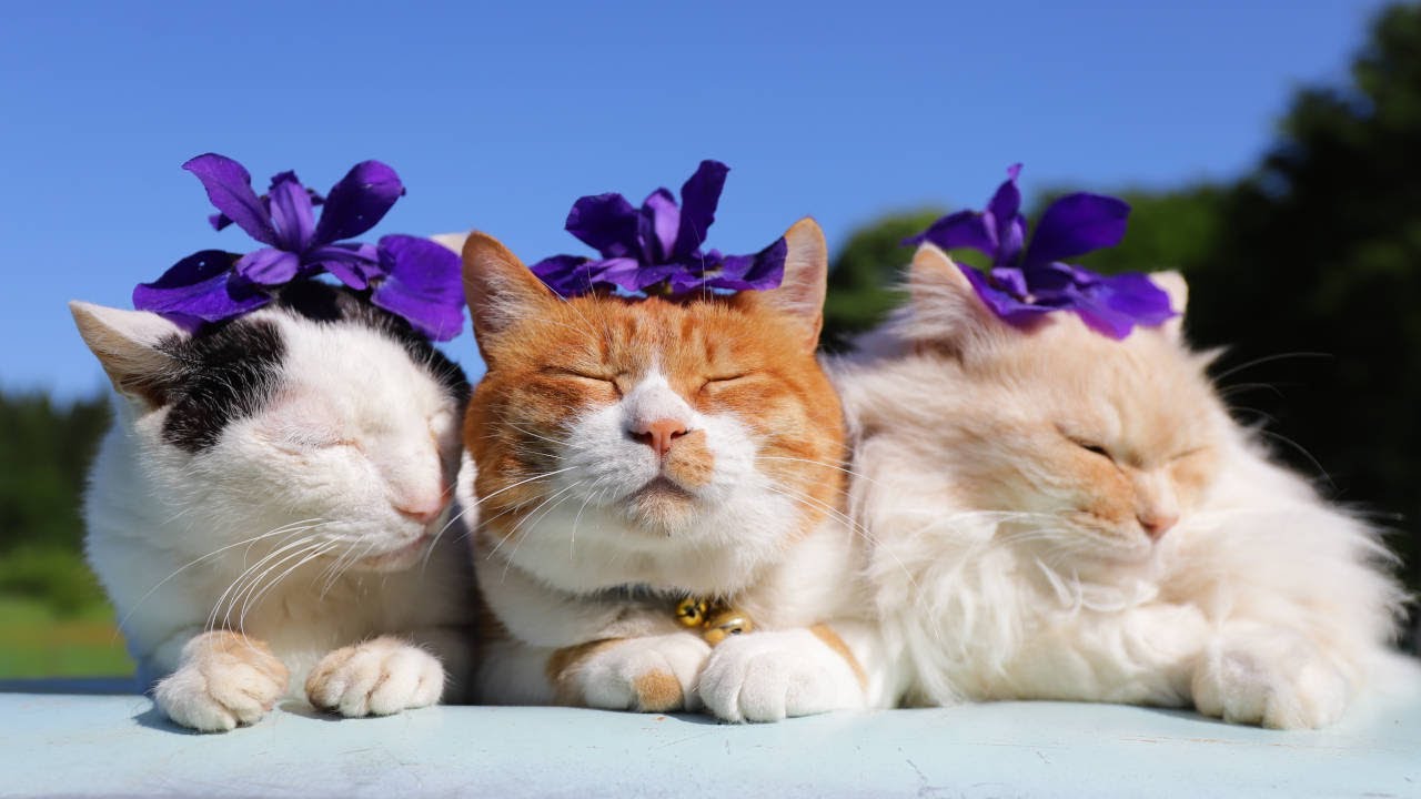 あやめの花 のせ猫 2024 | かご猫 Blog