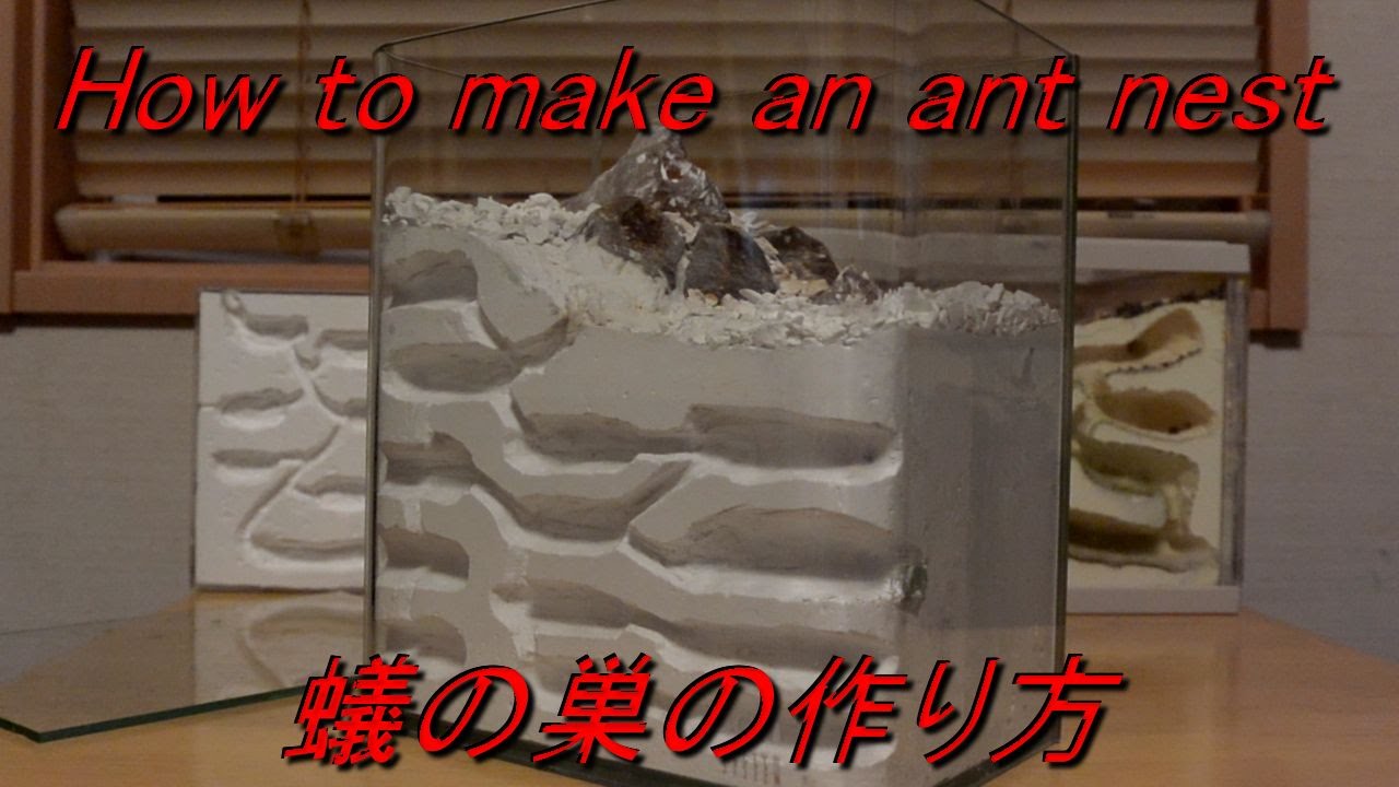 アリ観察 】蟻の巣の作り方 How to make an ant nest ［ ant colony