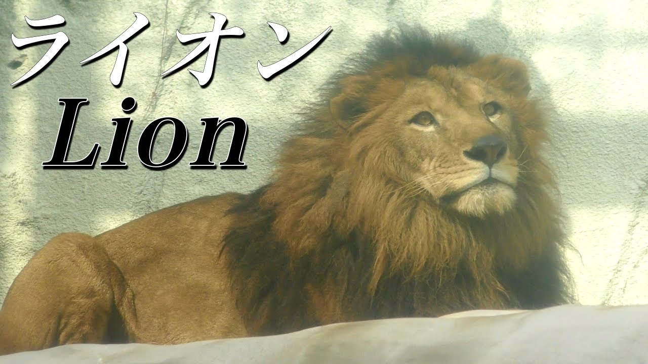 気高くて強靭、知能も高い百獣の王 ライオンさんの銀貨 気高くて強靭、