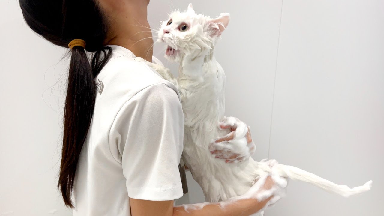 シャンプーはいやだ！」泡まみれで飼い主さんの背中によじのぼり文句を