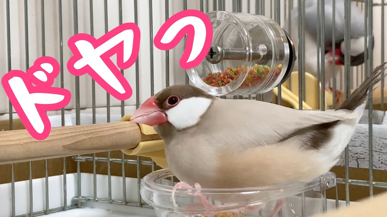 Dr's Care アミノプロテクトケア 3kg w12 ⭐ フォージングトイセット