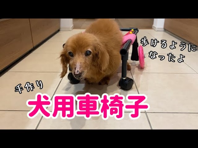 犬用車椅子、ミニュチアダックス用車椅子2輪車、犬の車椅子