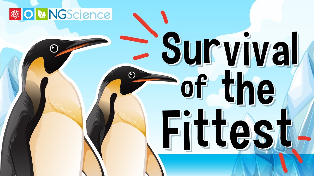 適者生存 Survival of the Fittest 4枚セット 英語 適者生存 Survival