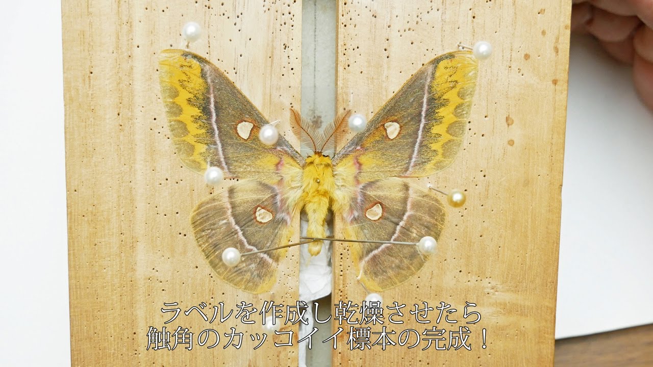 美麗種 リチャーバトラフヤママユ 蛾 標本 _ _ mountain cocoon moth
