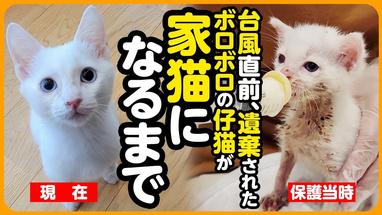 Meadow tea Yuko Hoshikawa 仔猫 Yahoo!オークション - S2626 Yuko