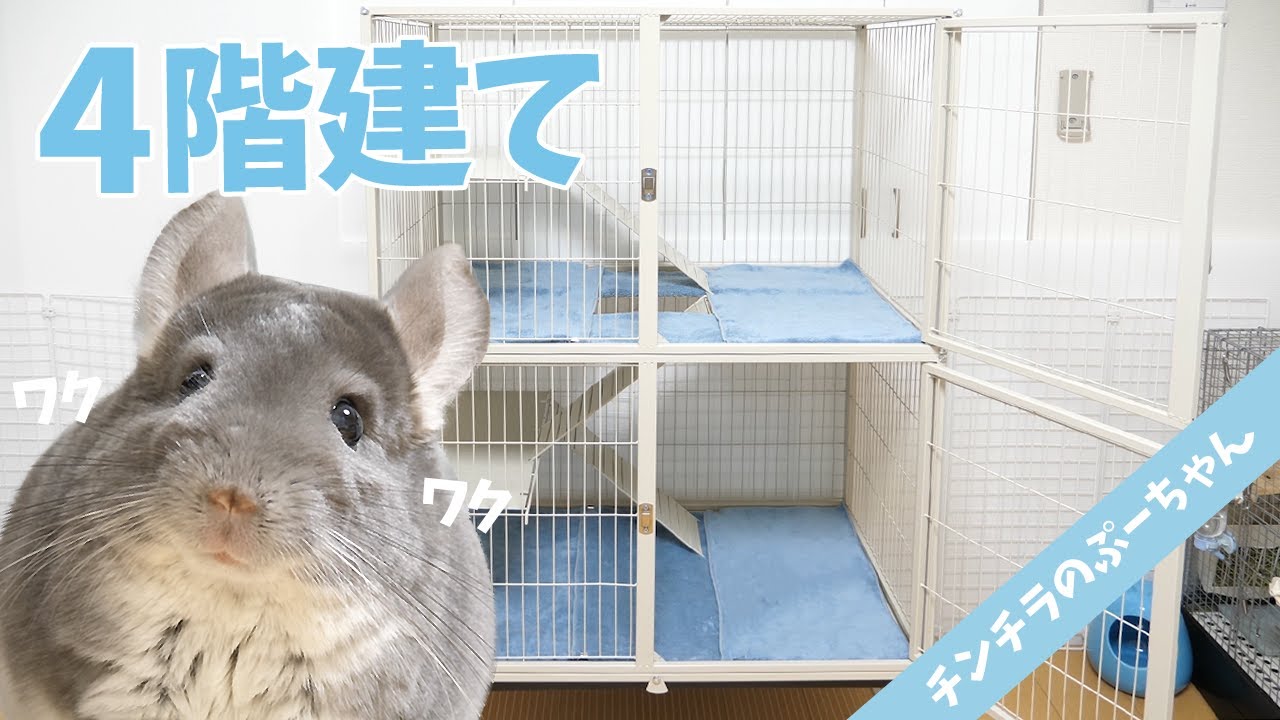 chinchilla cage review (feisty ferret cage) | Funny and Cute