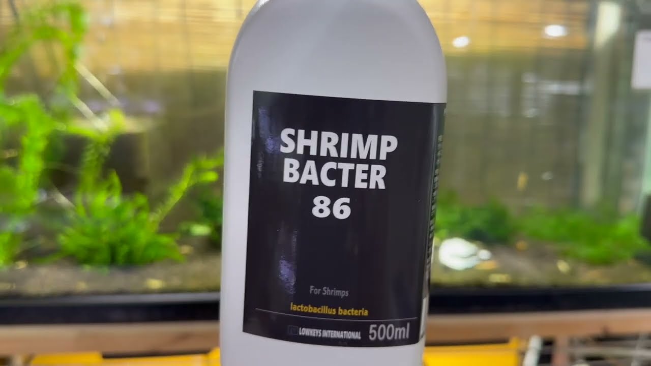 86の日】＃バクテリア＃シュリンプバクター86#アクアリウム