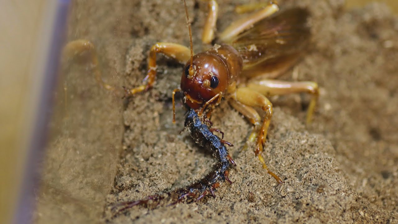 Sia ferox eats up a huge centipede - YouTube