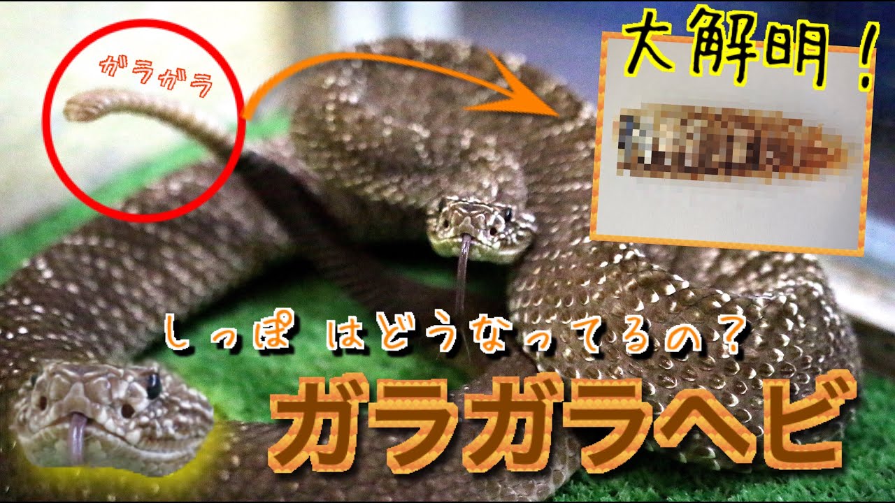 Closing in on the secret behind the tail of a rattlesnake - YouTube