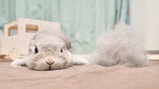 なんの変哲のないうさぎ 世にも不思議なウサギさん | P's KOBO 日記