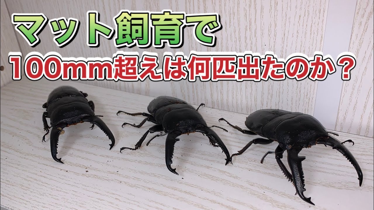 パラワンオオヒラタ】マット飼育総括！100mmUPは何匹出ましたか