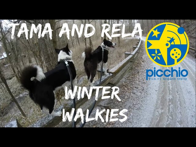 健心 かぐや犬 健心 かぐや犬 chihuahua-cube_01.jpg?v=1733714953