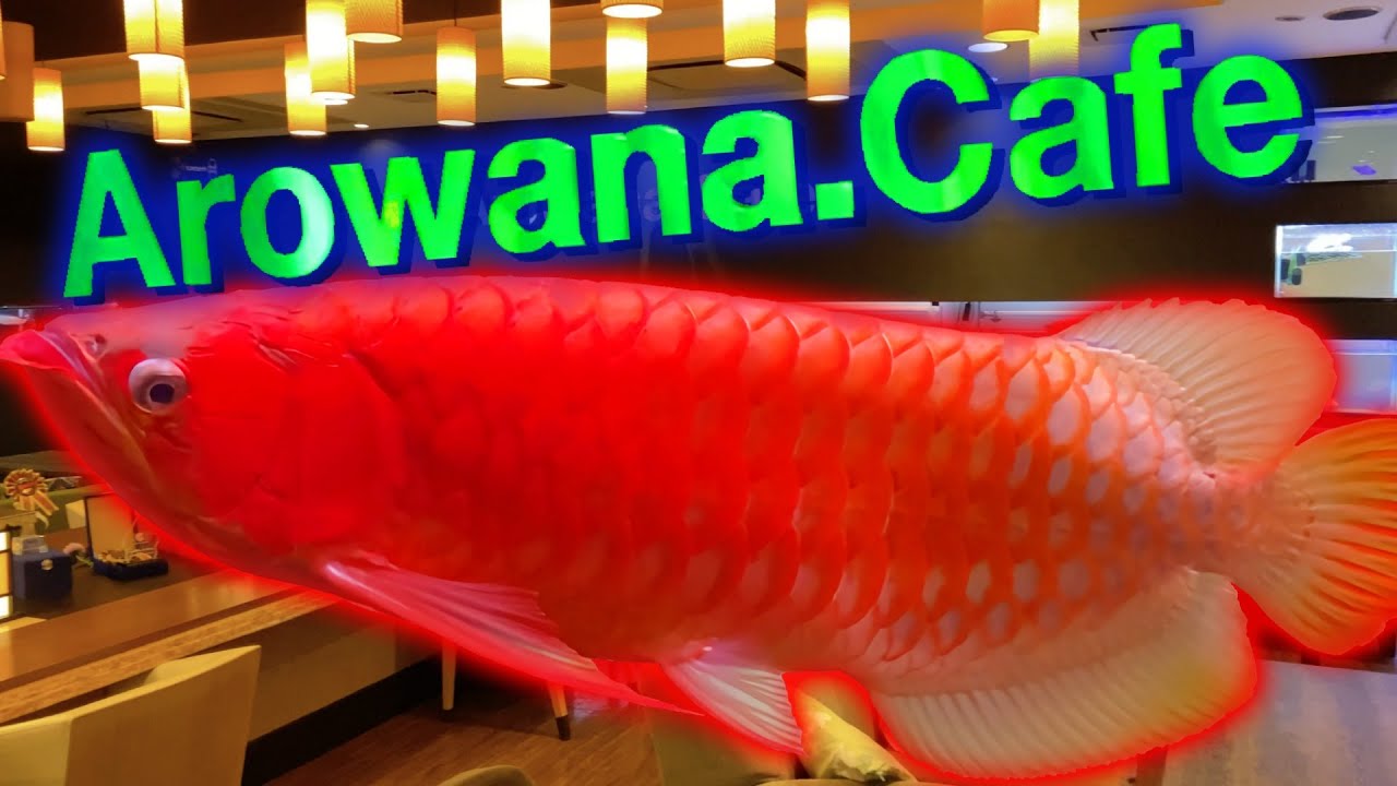 Bright red arowana! Swimming in the cafe! The interior is an Asian
