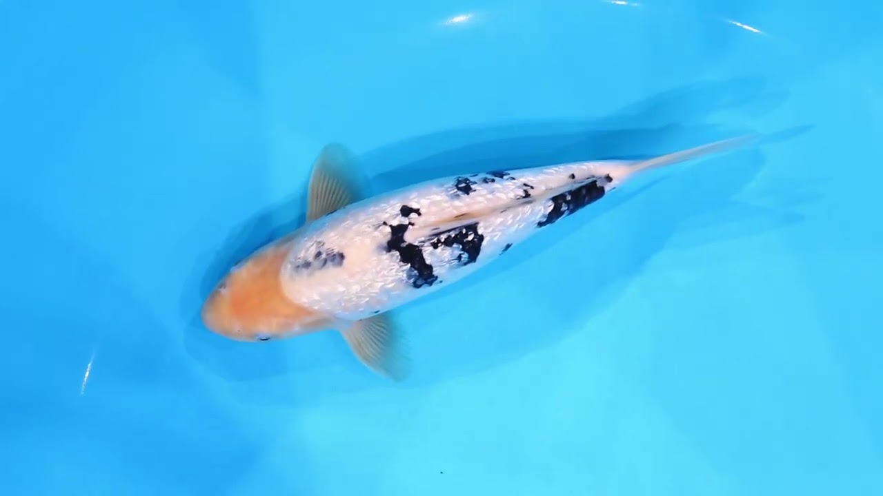 張子 錦鯉 B ツヤなし 張子 錦鯉 B ツヤなし コレクション