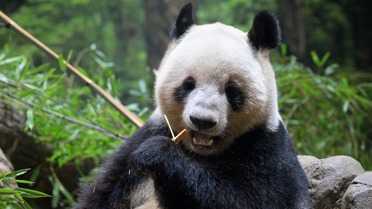 2025.12.18 今日のパンダ（4034日目）[8K] - YouTube