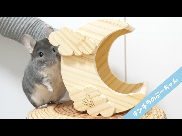 ちぃ様 チンチラちゃん専用のページ ちぃ様 チンチラちゃん専用の