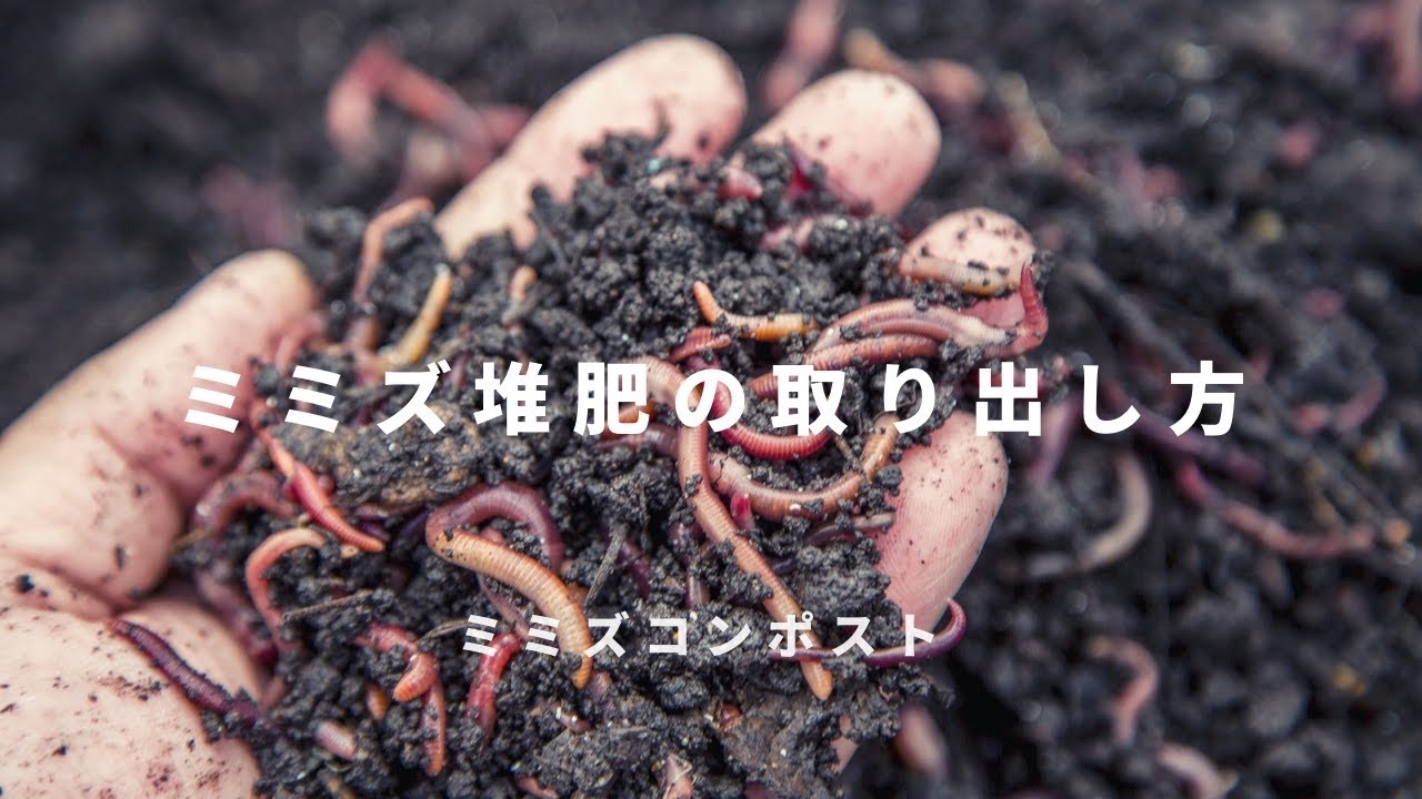 ミミズコンポスト】ミミズ堆肥の取り出し方 #004 - YouTube