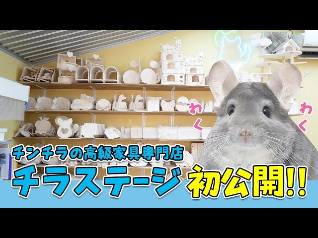 史上初】チンチラの高級家具専門店「チラステージ」の工房を初公開