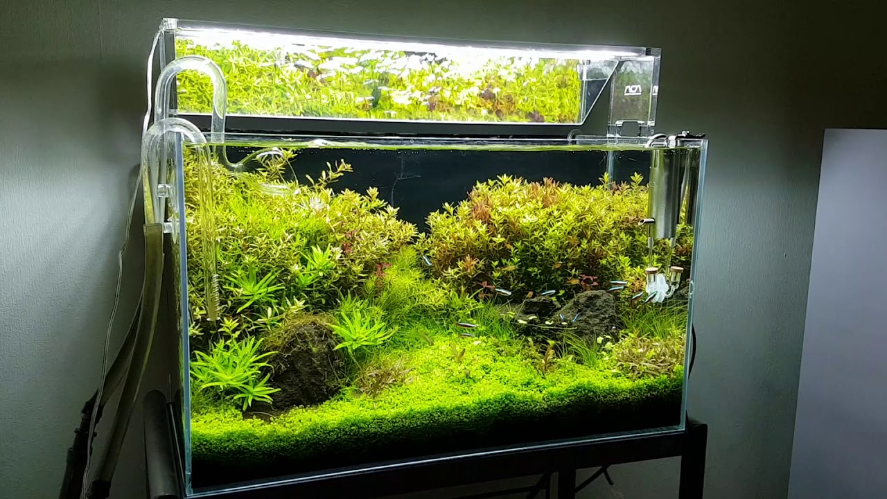 ADA キューブガーデン 60cm水槽 ADAキューブガーデン60cm水槽