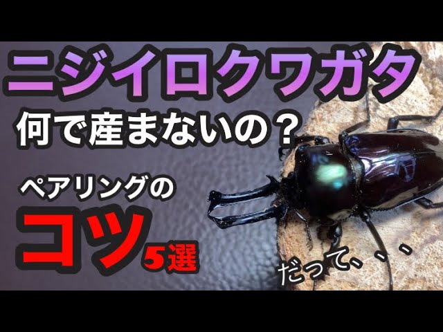My rainbow stag beetle won't lay eggs!? Here are some tips to