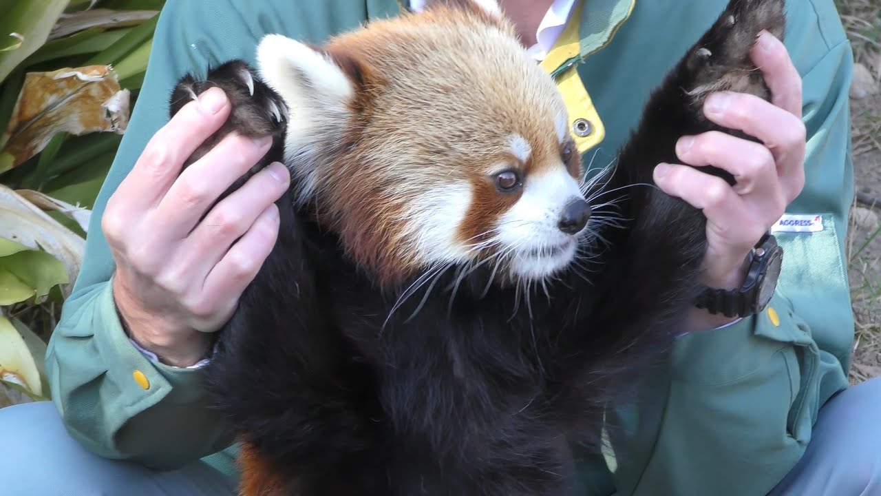 レッサーパンダ ジャズくん リンゴを食べながら撮影ポーズを取ってくれ