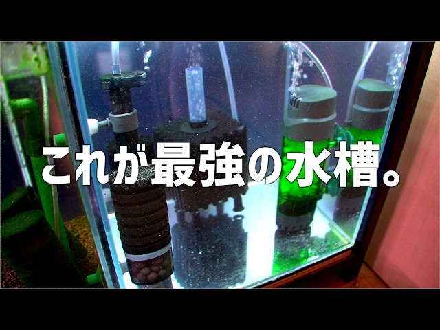 This is what I ended up with, aiming for the ultimate aquarium