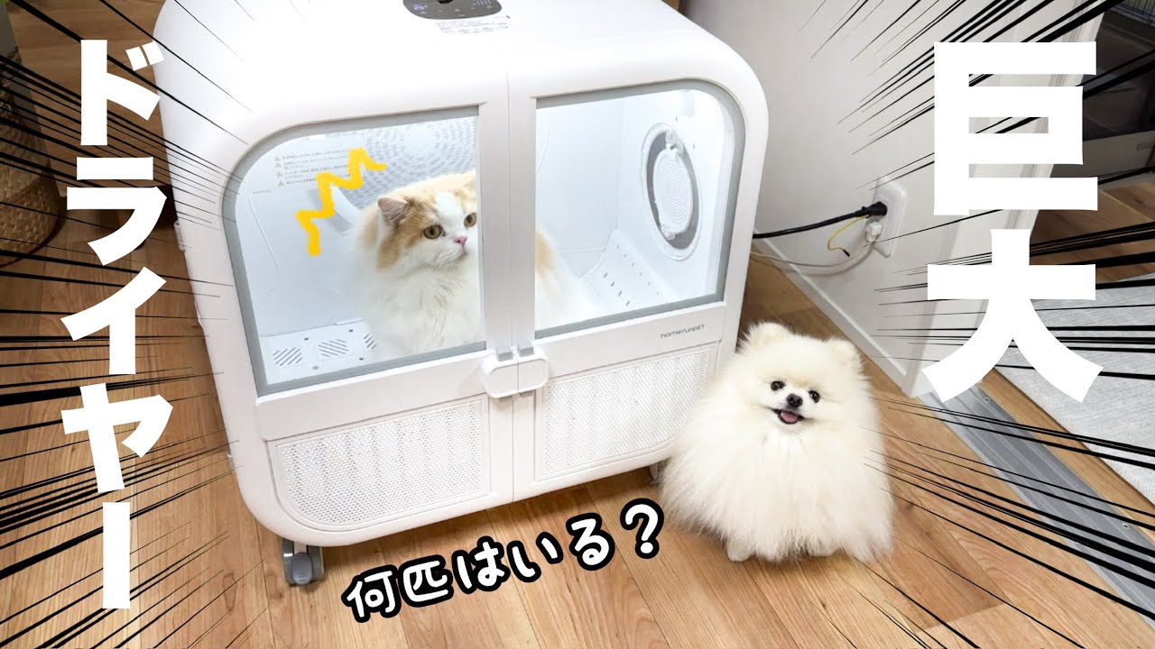 広々空間で、ゆったり乾燥！「Drybo Ultra」ペットドライヤーハウス