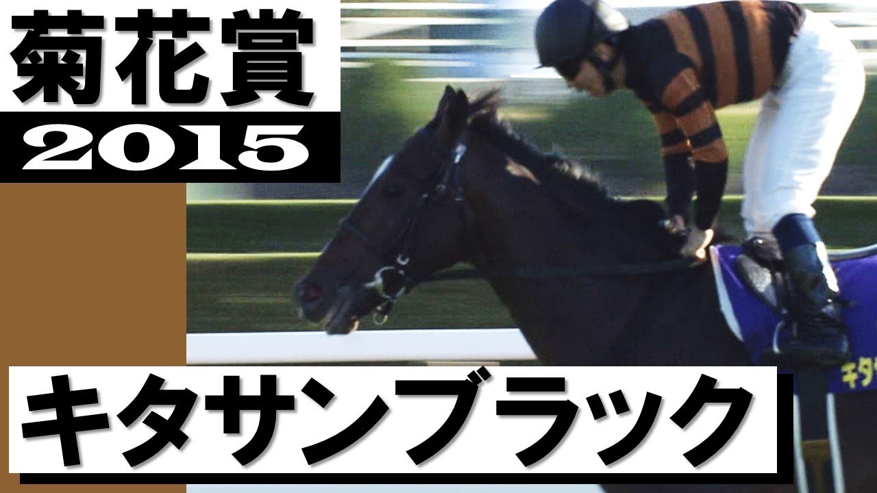 祭りだ！淀は祭りだ！キタサン祭りだ」キタサンブラック【菊花賞2015