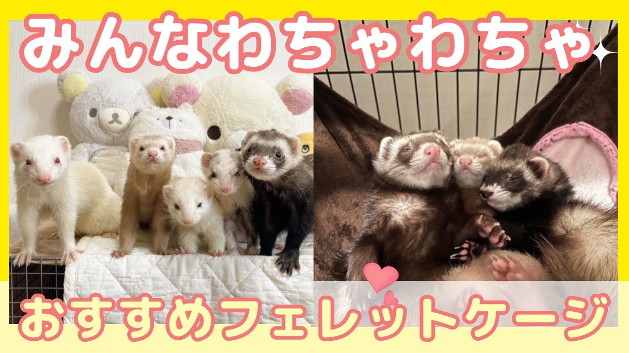 小動物用 ケージ プレビューペット PrevuePet ディライトフェレット