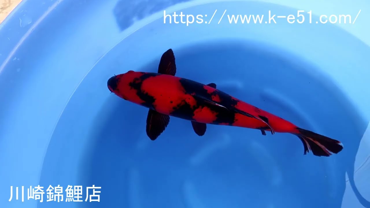 張子錦鯉 A ツヤあり 張子 錦鯉 A ツヤあり 張子 錦鯉 C ツヤあり