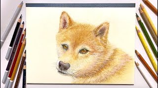 How to draw a realistic dog. [pastel pencils time lapse] - YouTube