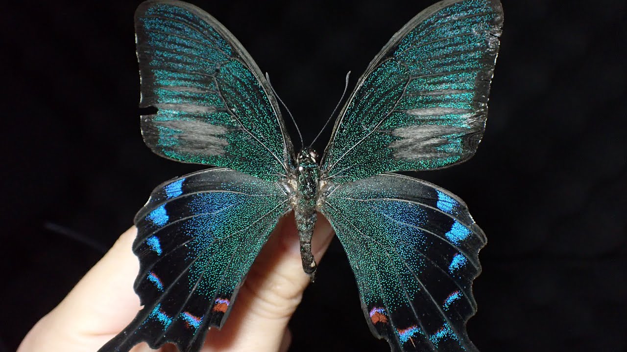 南西諸島に生息してる宝石みたいなカラスアゲハの標本作成！ - YouTube
