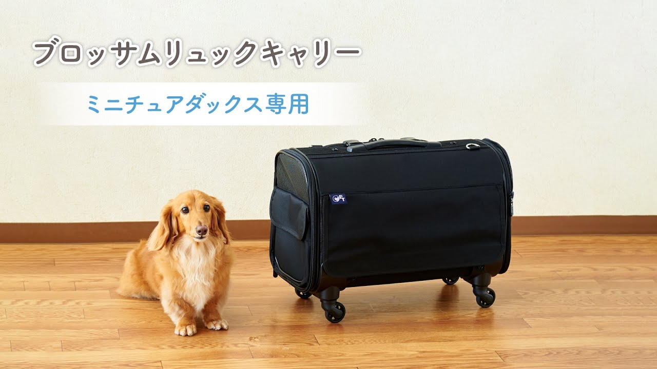 ブロッサムリュックキャリー ミニチュアダックス専用 - YouTube