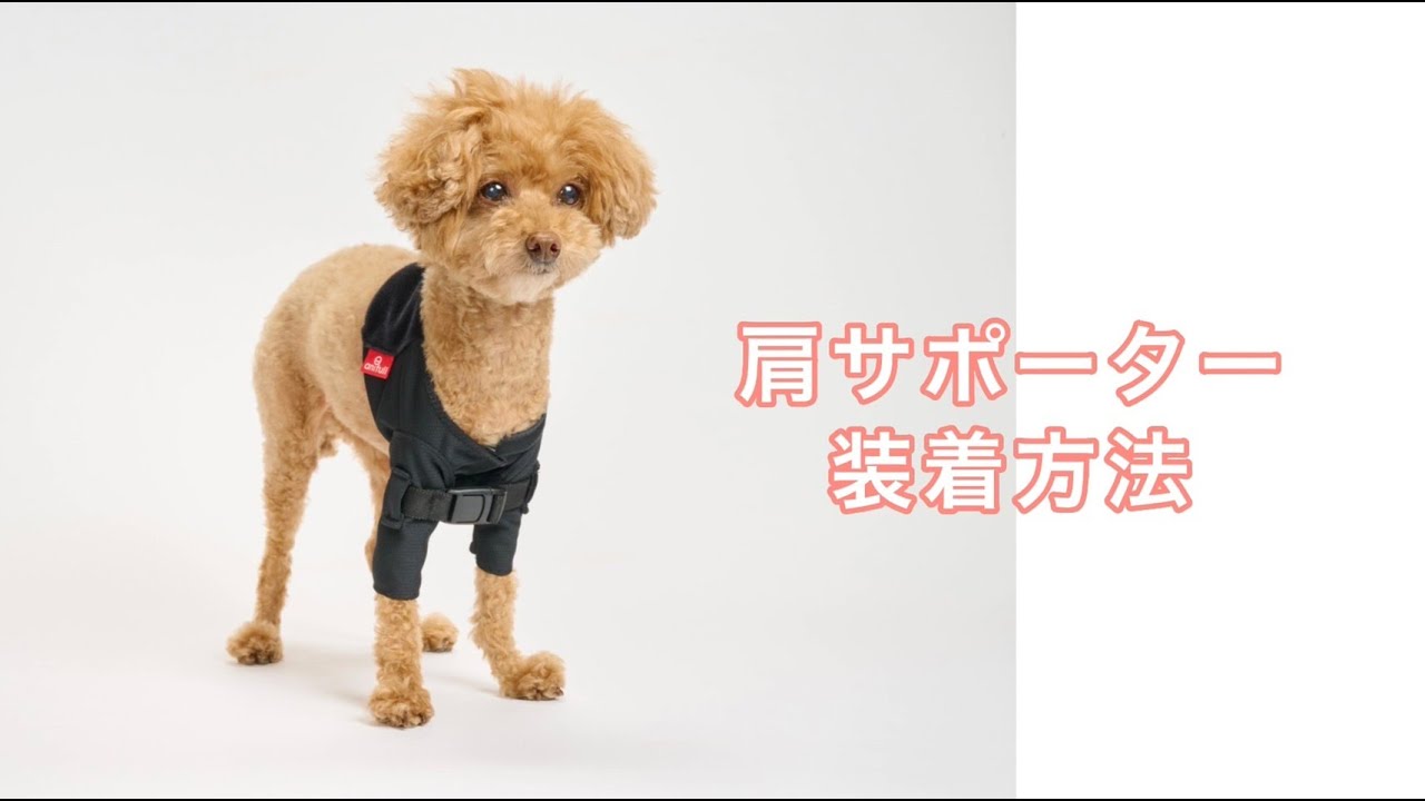 レンタルサービスわんトライ便+】 アニサポ ショルダースリーブ 犬用肩